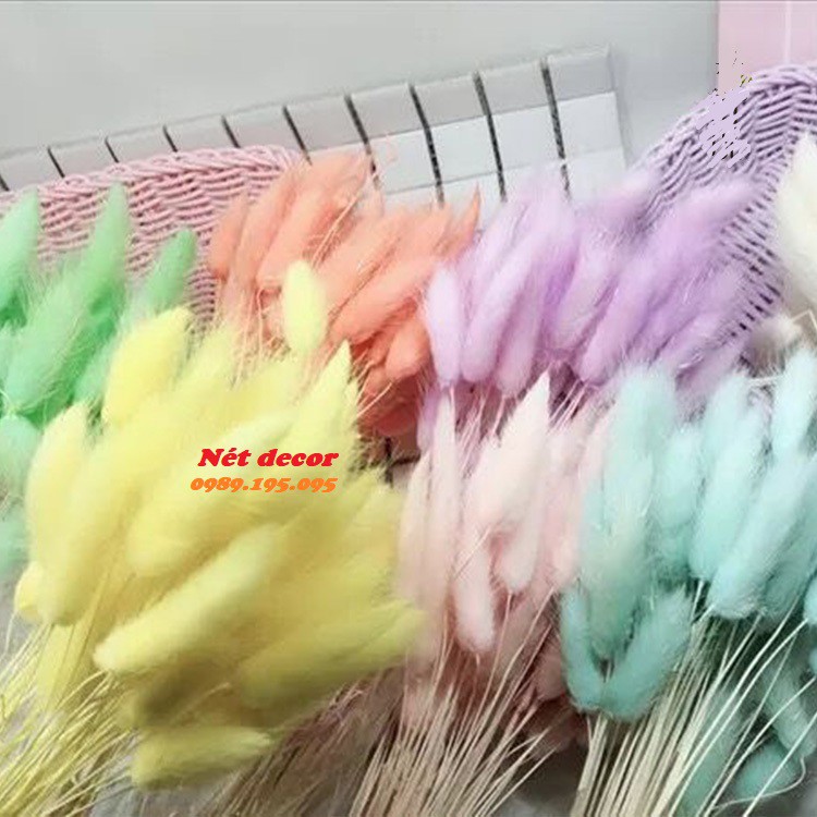 Bó 10 cành hoa đuôi thỏ Bunny tails thật sấy khô nhiều màu