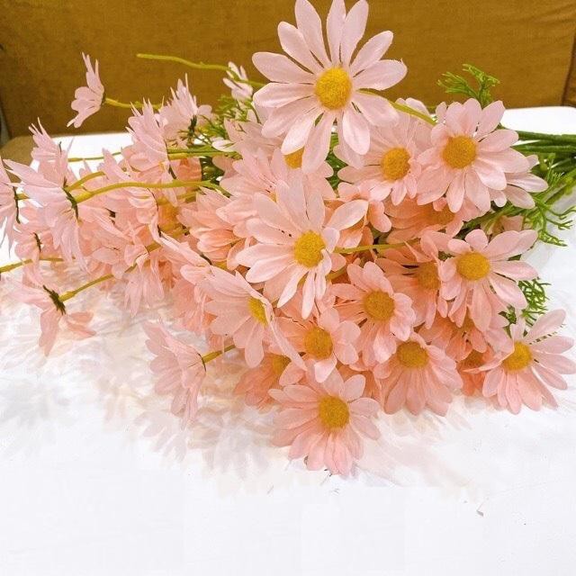 Cúc Họa Mi Siêu Đẹp, Siêu Xinh 52cm
