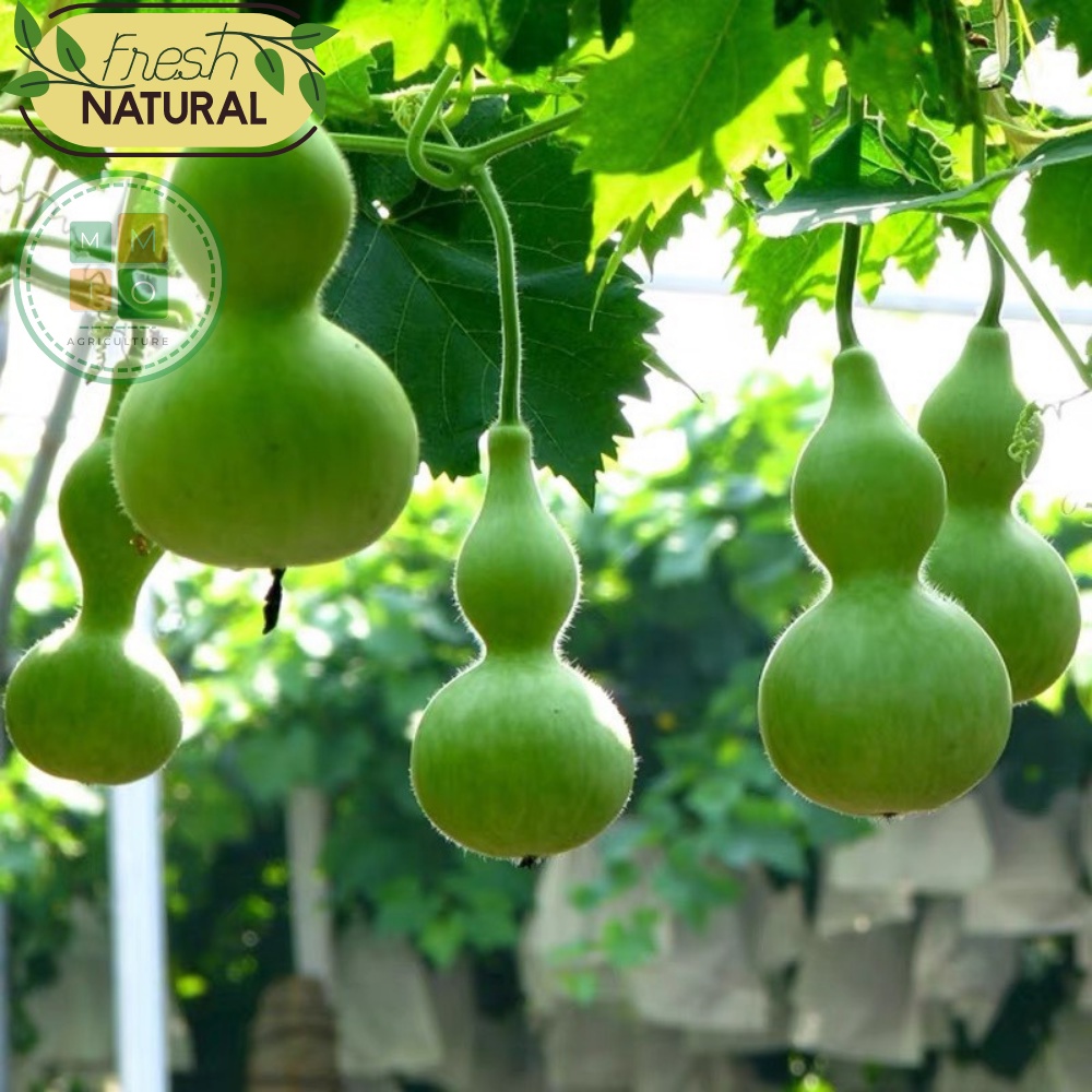 Hạt giống bầu hồ lô siêu quả