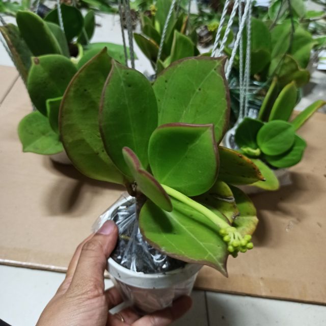 Lan cẩm cù lá xếp hoa thơm