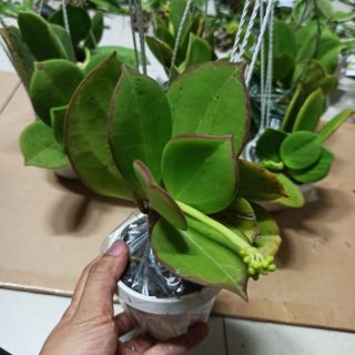 Lan cẩm cù lá xếp hoa thơm