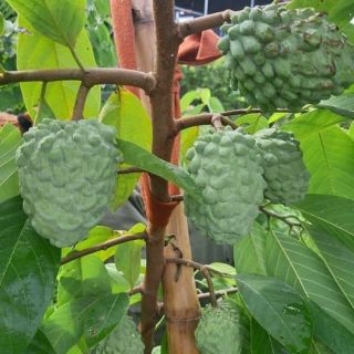 CÂY GIỐNG NA DỨA ĐÀI LOAN