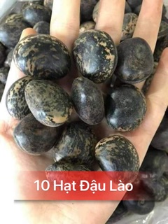[10] Hạt Đậu Lào - Trị bệnh, tiêu viêm, tiêu độc