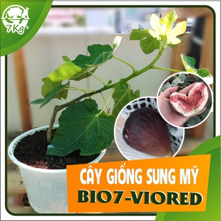 Cây Sung mỹ giống Pháp trái dài, đỏ tím BIO7-VIORED
