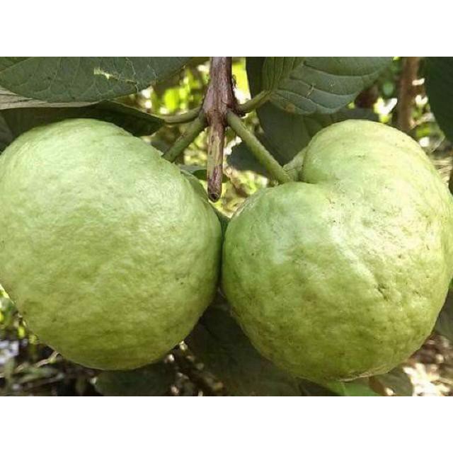 Ổi Nữ Hoàng Giòn Ngọt, Giàu VitaminC - 1Kg - FoodMap Fruits [TẶNG GÓI MUỐI ỚT HANABERO 7Gr]