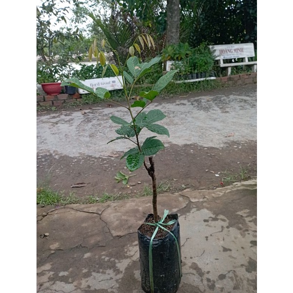 Cây Chôm Chôm Thái, chôm tiến cường chuẩn giống