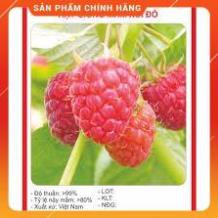 HẠT GIỐNG QUẢ MÂM XÔI ĐỎ 30H