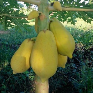 Hạt giống Đu Đủ Vỏ Vàng Vĩnh Thành RADO cao cấp gói 5 hạt, dễ trồng, trái ngon ngọt