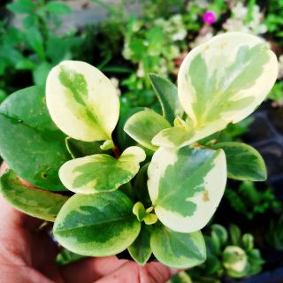 Trường sinh cẩm thạch mini