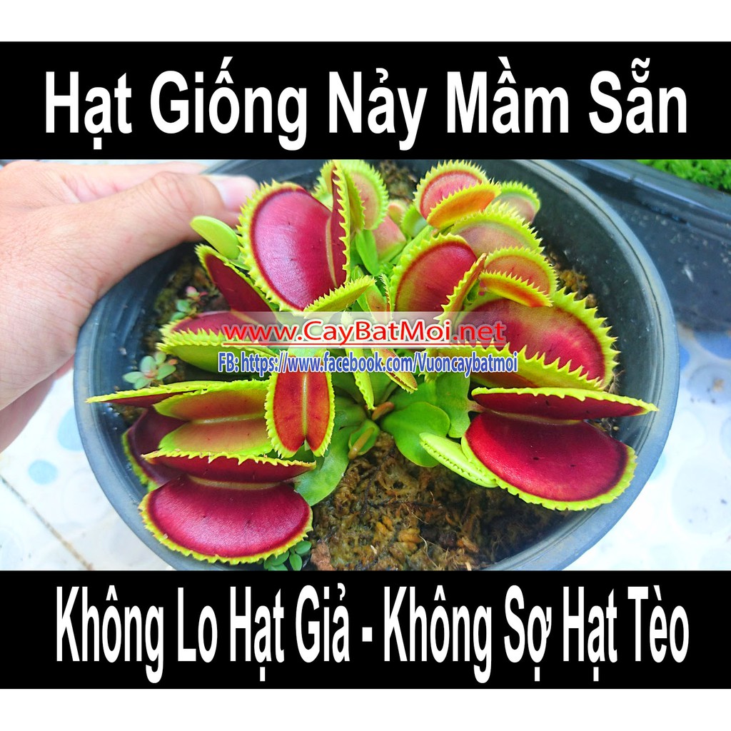 5 Hạt giống cây bẫy kẹp đã nảy mầm sẵn