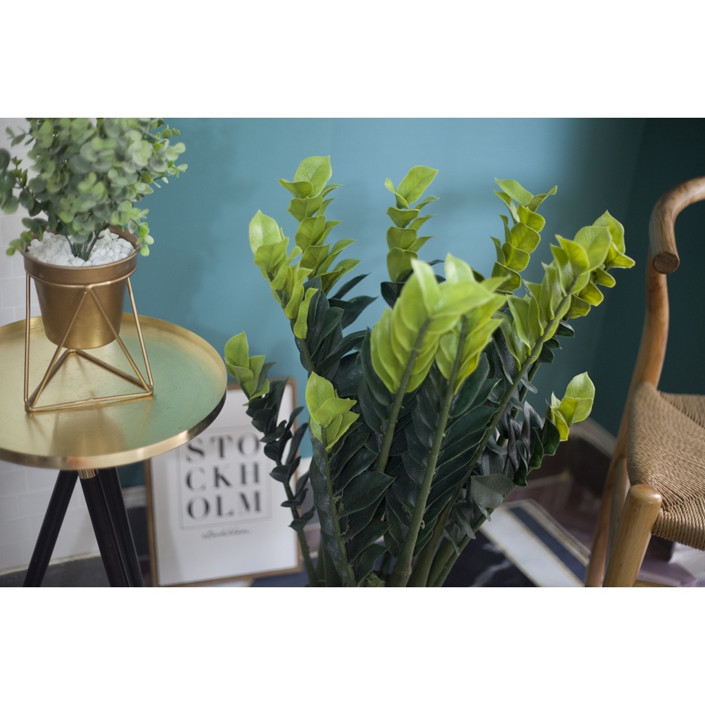 Cây Kim Tiền Giả cao 90cm trang trí nội thất/ Jassi Decor (HCM)