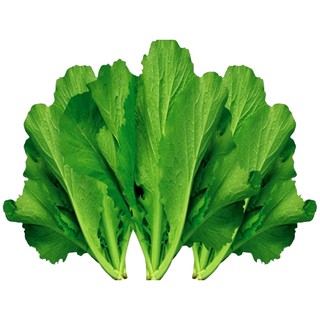 Hạt giống cải bẹ xanh lá lớn