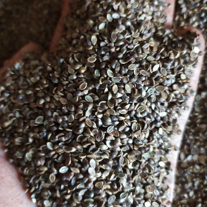 Giống Cỏ Paspalum Atratum  - Giống Cỏ Chăn Nuôi Chịu Ngập Nước