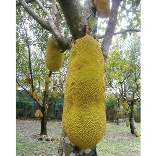 Giống Cây Mít Malai Trái Dài ( cây ghép cho trái sớm)