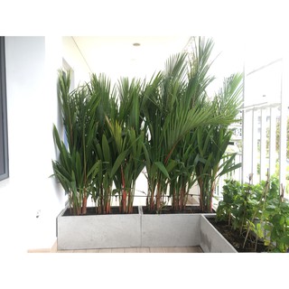 Chậu xi măng đá mài CHỮ NHẬT  20*20*60 - Xám