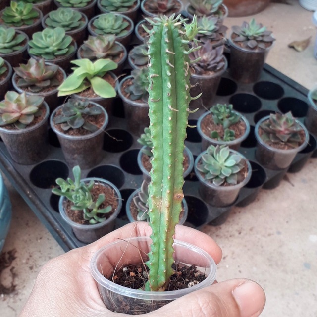 Xương rồng mủ đục