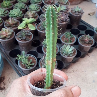 Xương rồng mủ đục