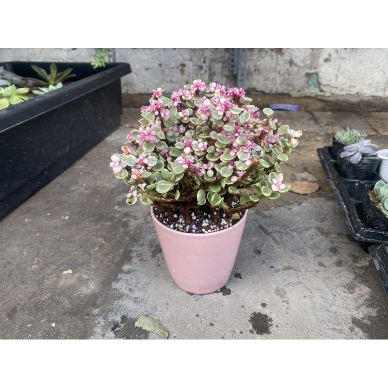 LOẠI TO ĐẸP - SEN ĐÁ ĐÔ LA HỒNG