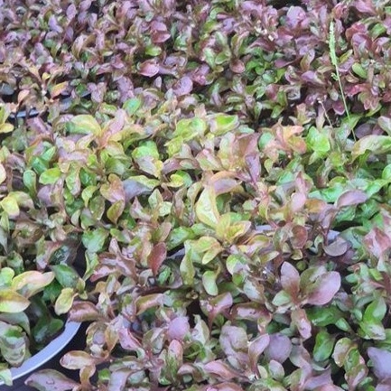 Rau chậu Xà lách xoong Nhật TACY'S GARDEN 100% rau sạch nhà vườn trồng