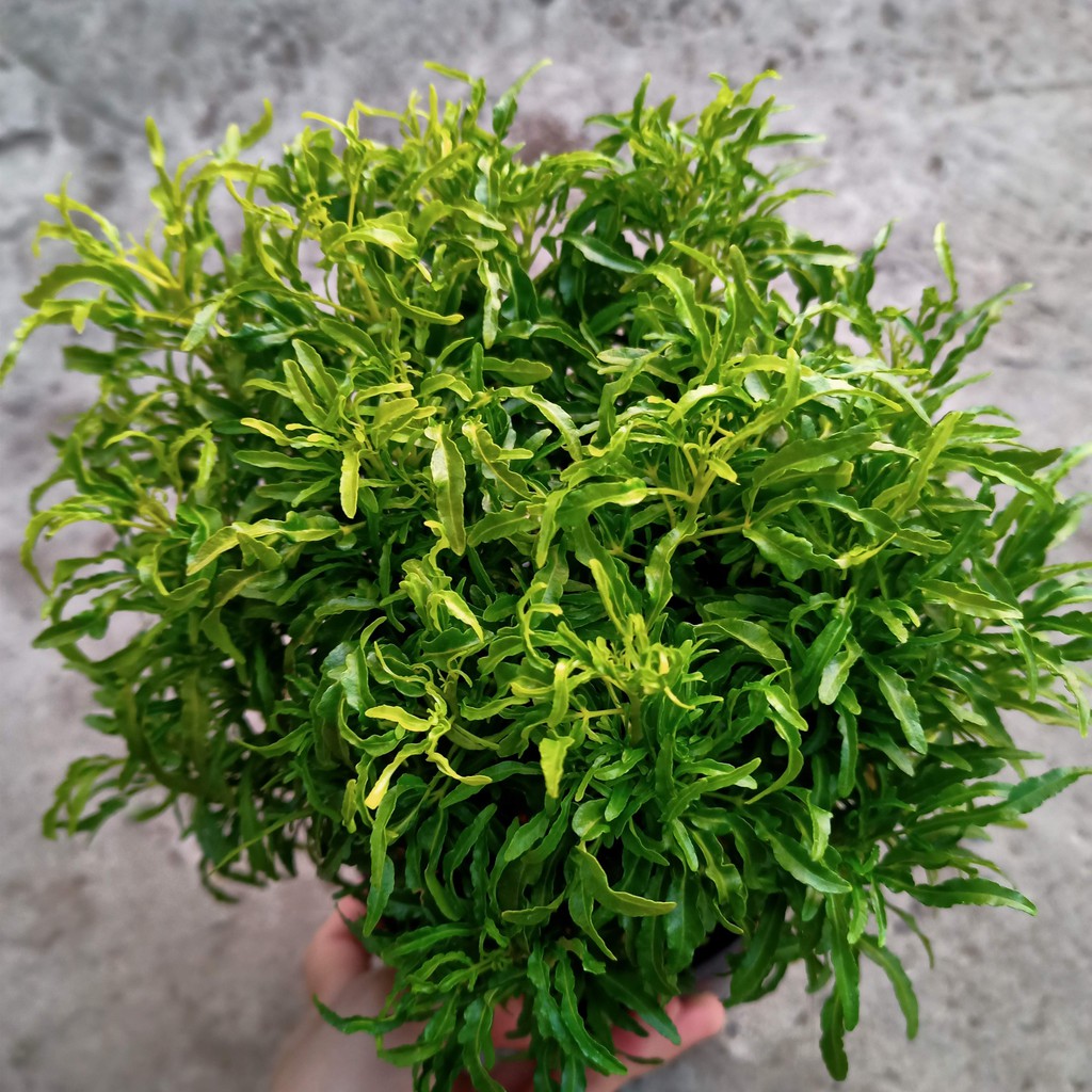 Chậu cây đinh lăng mini để bàn - Summer Garden