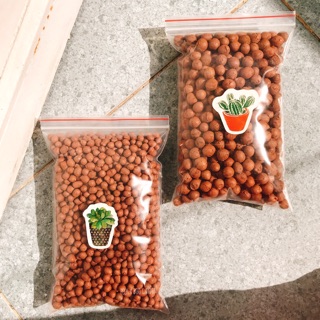 HẠT ĐẤT NUNG TRỒNG CÂY SEN ĐÁ