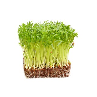 Hạt Giống Mầm Rau Muống (50 Gam)