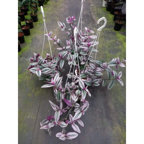 Chậu treo Tradescantia albiflora Nanouk -Thài lài Thái hồng