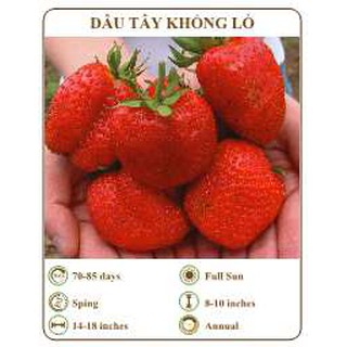 Hạt giống dâu tây khổng lồ - THE XANH