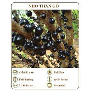 Hạt giống nho thân gỗ - THE XANH