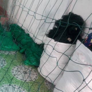 LƯỚI QUÂY SÂN BÓNG ĐÁ 2 LỚP