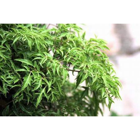 Trà đinh lăng Thái Hưng - 25 túi x 5g (cho người mất ngủ) | BigBuy360 - bigbuy360.vn