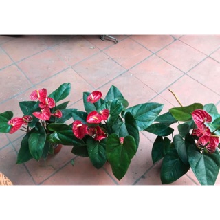 100k/ Chậu cây Hồng Môn để bàn