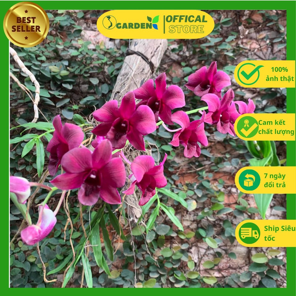 Hoa lan denro tím cây khỏe mạnh nuôi tự nhiên