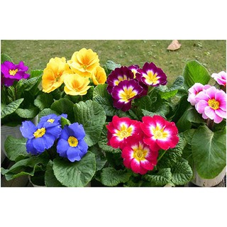 Hạt giống hoa Báo Xuân - Rau củ quả trồng tại vườn, sân thượng, nông trang, ban công