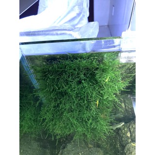 Rêu thuỷ sinh Java Moss vỉ 10x10cm