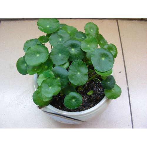 HẠT GIỐNG CỎ ĐỒNG TIỀN