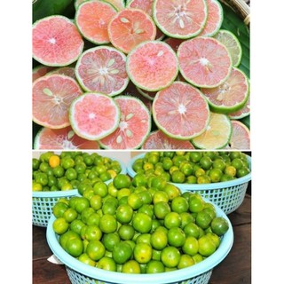 Cây giống chanh đào - nccgcd
