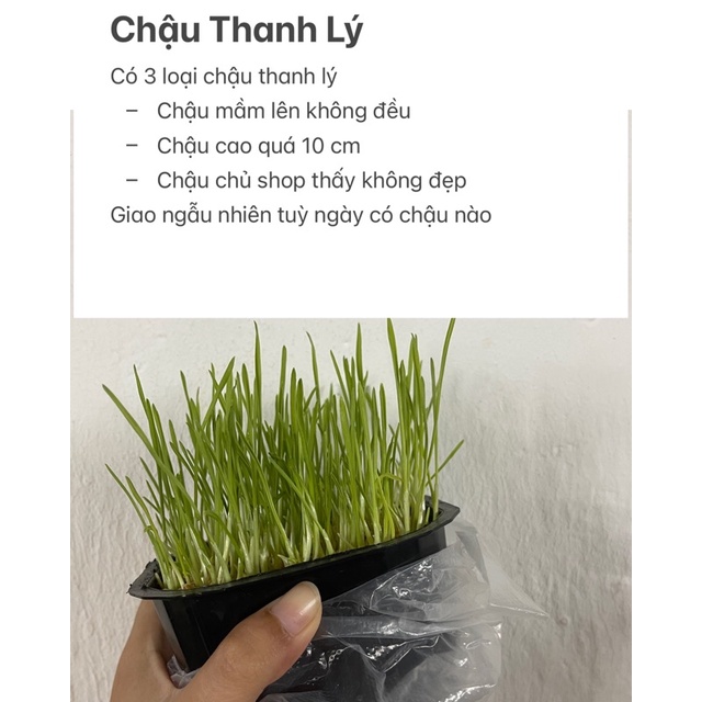 Cỏ mèo tươi trồng sẵn - Cỏ lúa mạch hỗ trợ tiêu hoá cho mèo - Tạp Hoá Mari - [ HCM - Hoả Tốc ]