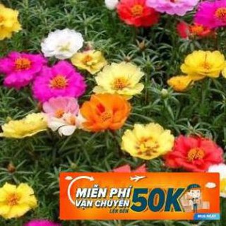 100 Hạt giống hoa Mười giờ đơn