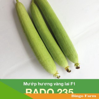 Hạt giống Mướp hương vàng lai F1 Rado 235
