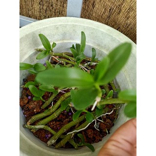 ki phi điệp rừng (25k/1 ki)