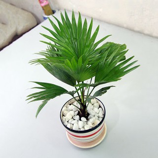 CÂY GIỐNG CỌ CẢNH