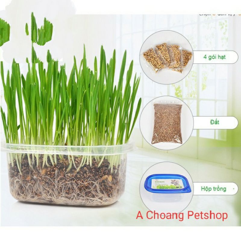 [Mã PET50K giảm Giảm 10% - Tối đa 50K đơn từ 250K] Hạt trồng cỏ cho mèo 4gói+mùn