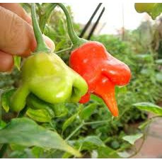 [GIÁ GỐC] Hạt Giống Ớt Hoa Hồng Nhiều Màu - 10 hạt