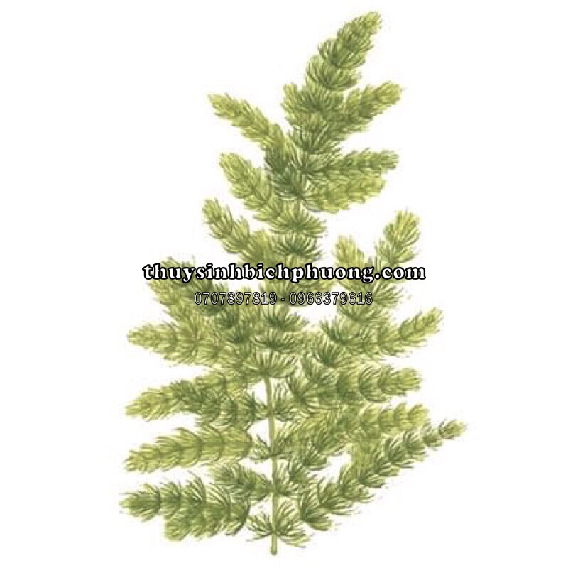 CHỒN XANH - CHỒN THÁI - CÂY HẬU CẢNH THUỶ SINH KHÔNG CẦN CO2