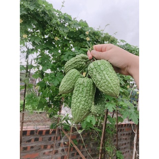 Hạt giống mướp đắng trái tim