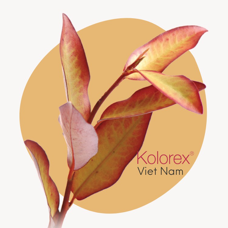 Kolorex Việt Nam