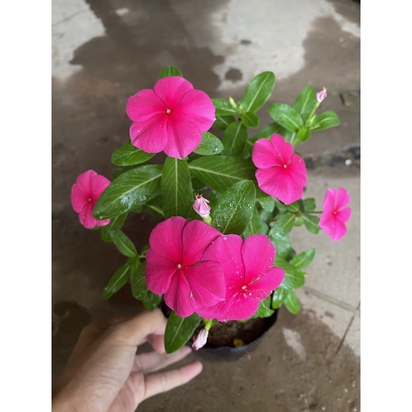 Cây hoa dừa cạn (dừa màu) cao 15-20cm hoa nở đẹp nhiều nhánh sum suê thích hợp trang trí cảnh quan ban công