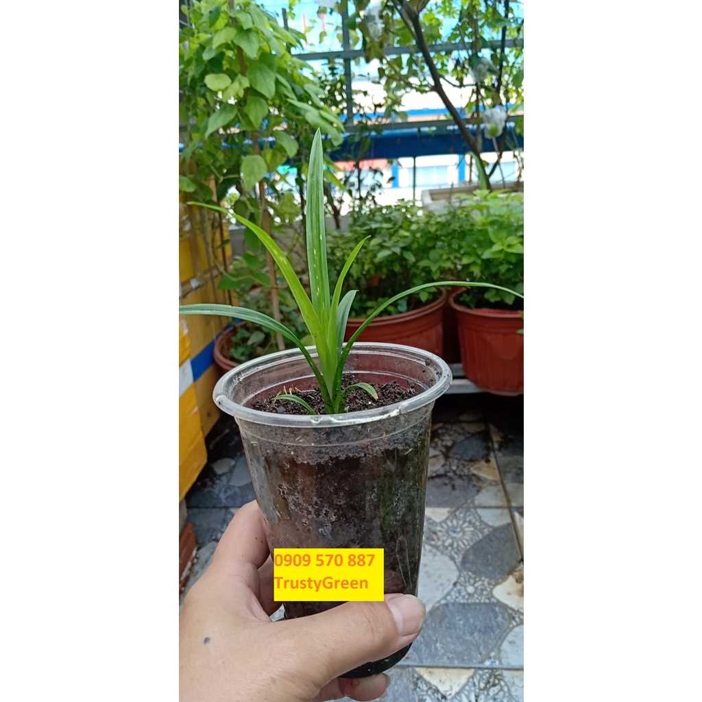 ALO SHOP SHIP KHÔNG GÃY-Cây LÁ DỨA NẾP THƠM 20-40cm -Ship 30 phut200k tặngdịch trùn KHOQ11,7,9,THỦĐỨC,PHÚNHUẬN