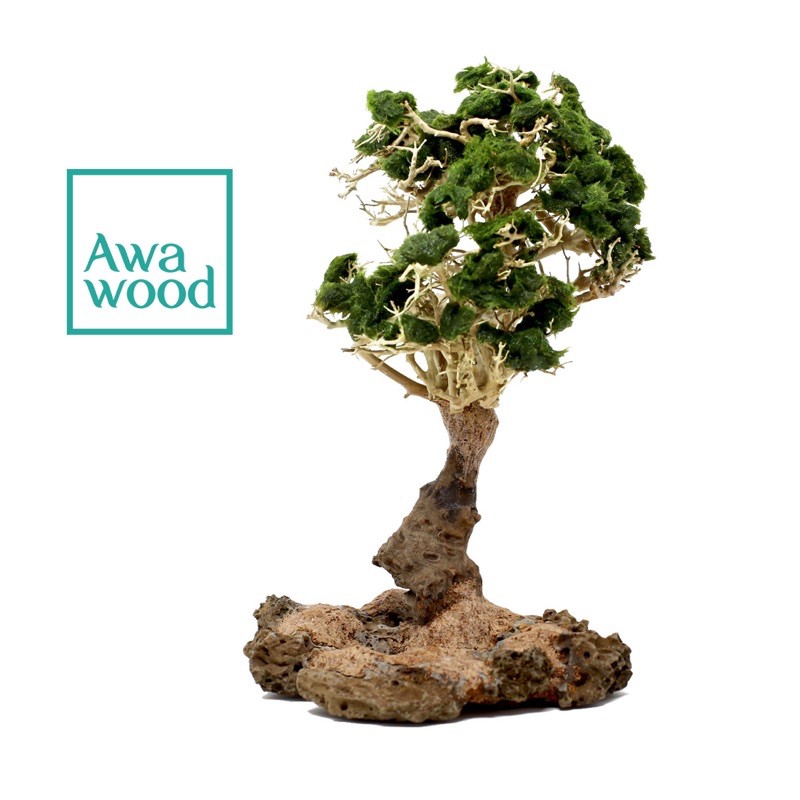 Lũa bonsai tự nhiên cao 10 cm